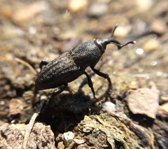 Sphenophorus parvulus