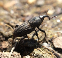 Sphenophorus parvulus