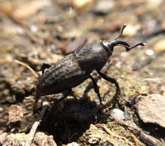 Sphenophorus parvulus