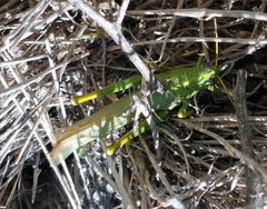 Schistocerca shoshone