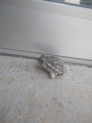 Scaphiopus couchii