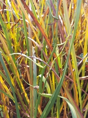 Carex sparganioides