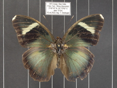 Euphaedra lata