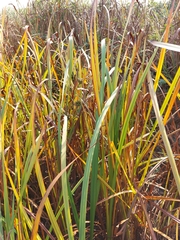 Carex sparganioides