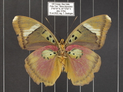 Euphaedra lata