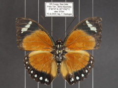 Euphaedra hybrida