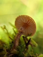 Cystoderma jasonis