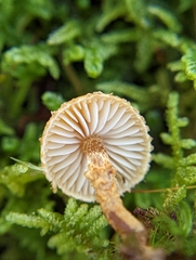 Cystoderma jasonis