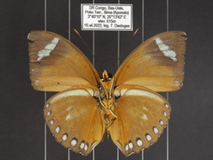 Euphaedra hybrida