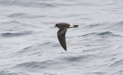 Hydrobates leucorhous