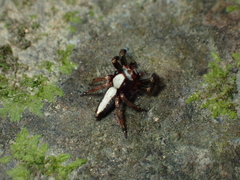 Ptocasius strupifer