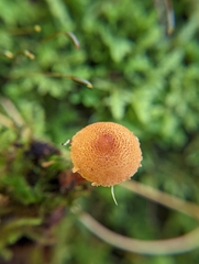 Cystoderma jasonis