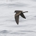Leach's Storm-Petrel - Photo (c) James Bailey, some rights reserved (CC BY-NC), uploaded by James Bailey
