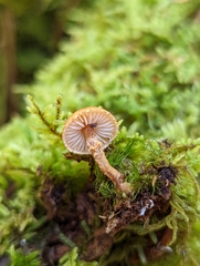 Cystoderma jasonis