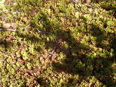 Ceanothus hearstiorum