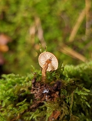 Cystoderma jasonis