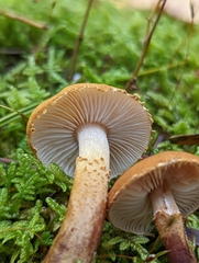 Cystoderma jasonis