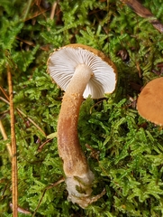 Cystoderma jasonis