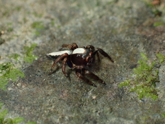 Ptocasius strupifer