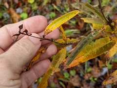 Hypericum prolificum