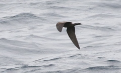 Hydrobates leucorhous