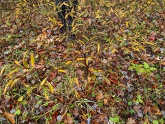 Hypericum prolificum