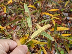 Hypericum prolificum