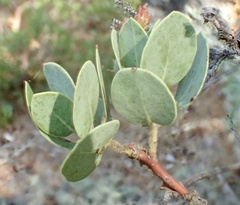 Arctostaphylos catalinae