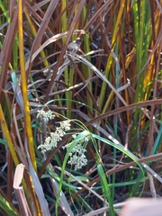 Scirpus microcarpus