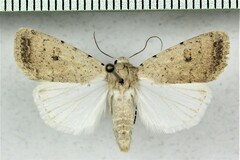 Caradrina montana