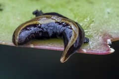 Caenoplana variegata