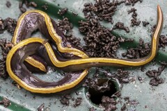 Caenoplana variegata