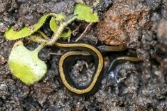 Caenoplana variegata