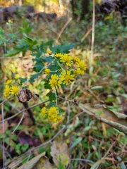 Chrysanthemum lavandulifolium