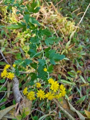 Chrysanthemum lavandulifolium
