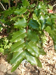 Berberis pinnata insularis