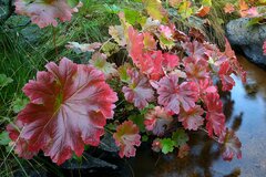 Darmera peltata