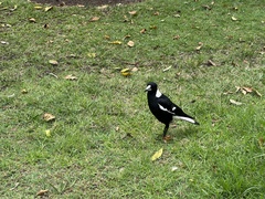 Gymnorhina tibicen