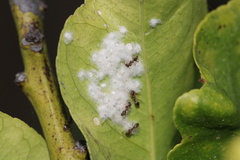 Aleurothrixus floccosus