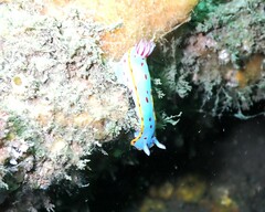 Hypselodoris bennetti