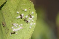 Aleurothrixus floccosus