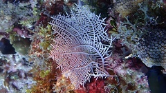 Gorgonia mariae