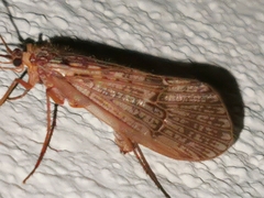 Halesus