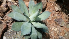 Agave guadalajarana