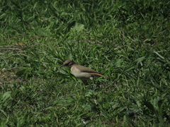 Furnarius rufus