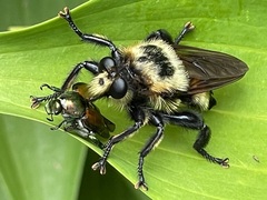 Laphria