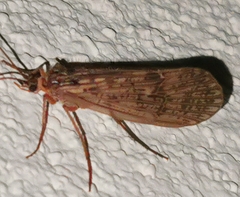 Halesus