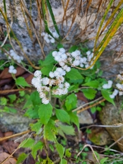 Ageratina altissima