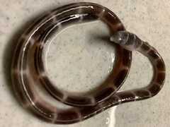 Leiuranus semicinctus