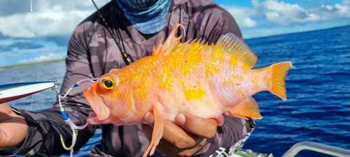 Kami's juweelbaarsje (Plectranthias kamii) — Serranidae